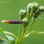 Coleophora hemerobiella - Fruitboomkokermot