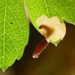 Coleophora hemerobiella - Fruitboomkokermot