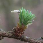 Coleophora laricella - Larikskokermot