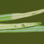 Coleophora laricella - Larikskokermot