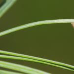 Coleophora laricella - Larikskokermot