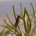 Coleophora laricella - Larikskokermot