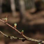 Coleophora laricella op Larix decidua (Europese lork) - Bilzen ~ De Hoefaert (Limburg) 15-04-2018 ©Steve Wullaert