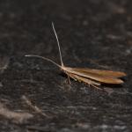 Coleophora limosipennella - Lichte Iepkokermot