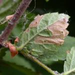 Coleophora limosipennella - Lichte Iepkokermot