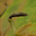 Coleophora limosipennella - Lichte Iepkokermot