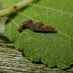 Coleophora limosipennella - Lichte Iepkokermot