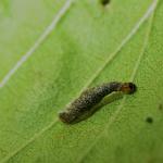 Coleophora limosipennella - Lichte Iepkokermot