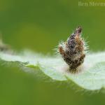 Coleophora lineolea op Stachys sylvatica (bosandoorn) - Voeren ~ Het Veursbos (Limburg) 22-04-2017 ©Ben Steeman