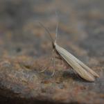 Coleophora lineola - Andoornkokermot