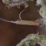 Coleophora lineola - Andoornkokermot