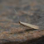 Coleophora lineola - Andoornkokermot