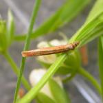 Coleophora lithargyrinella - Bruine muurkokermot