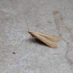 Coleophora lithargyrinella - Bruine muurkokermot