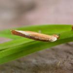 Coleophora lithargyrinella - Bruine muurkokermot