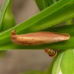 Coleophora lithargyrinella - Bruine muurkokermot