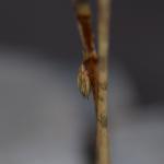 Coleophora maritimella - Zeeruskokermot