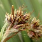 Coleophora otidipennella - Vroege veldbieskokermot