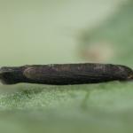 Coleophora paripennella - Bronskokermot