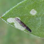 Coleophora paripennella - Bronskokermot