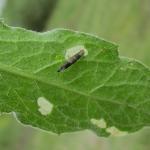 Coleophora paripennella - Bronskokermot