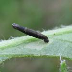 Coleophora paripennella - Bronskokermot