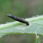 Coleophora paripennella - Bronskokermot