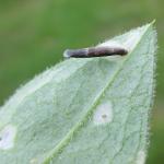 Coleophora paripennella - Bronskokermot