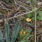 Coleophora pennella - Haartjeskokermot