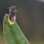 Coleophora pennella - Haartjeskokermot