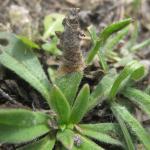 Coleophora pennella - Haartjeskokermot