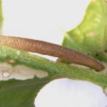 Coleophora peribenanderi - Distelkokermot