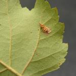 Coleophora potentillae - Braamkokermot
