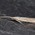 Coleophora ramosella - Gestreepte guldenroedekokermot