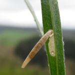 Coleophora ramosella - Gestreepte guldenroedekokermot