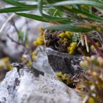 Coleophora ramosella - Gestreepte guldenroedekokermot