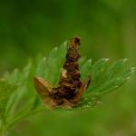 Coleophora saturatella - Driekleurige bremkokermot