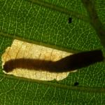 Coleophora serratella - Bruingrijze kokermot