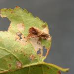 Coleophora siccifolia - Grote bladkokermot