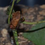 Coleophora siccifolia - Grote bladkokermot