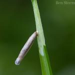 Coleophora solitariella op Stellaria holostea (grote muur) - Voeren ~ Het Veursbos (Limburg) 22-04-2017 ©Ben Steeman