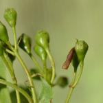 Coleophora spinella op Crataegus monogyna (éénstijlige meidoorn) - Voeren ~ Het Veursbos (Limburg) 22-04-2017 ©Steve Wullaert