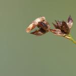 Coleophora tamesis - Zompruskokermot