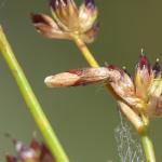 Coleophora tamesis op Juncus articulatus - Arlon ~ Domaine Privé (Luxemburg) 25-08-2018 ©Steve Wullaert