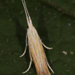 Coleophora trifariella - Bremkokermot
