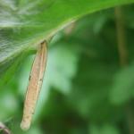 Coleophora trochilella - Gestreepte bijvoetkokermot