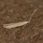 Coleophora trochilella - Gestreepte bijvoetkokermot