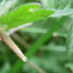 Coleophora trochilella - Gestreepte bijvoetkokermot