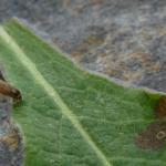 Coleophora trochilella - Gestreepte bijvoetkokermot