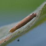 Coleophora trochilella - Gestreepte bijvoetkokermot